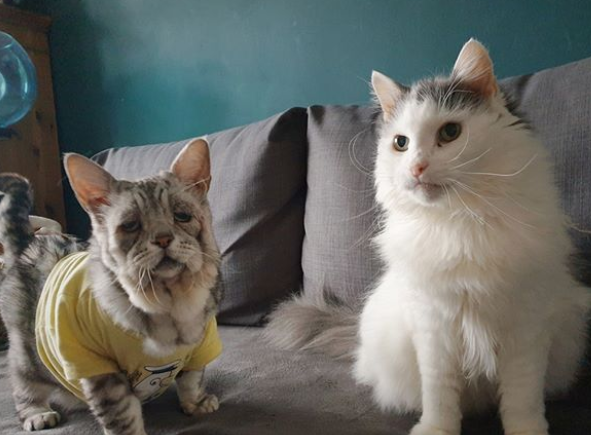 エーラス・ダンロス症候群の猫と親友の猫