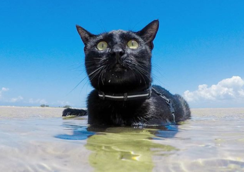 海で泳ぐ黒猫
