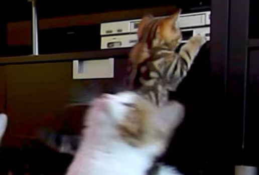 ビデオデッキに夢中な子猫