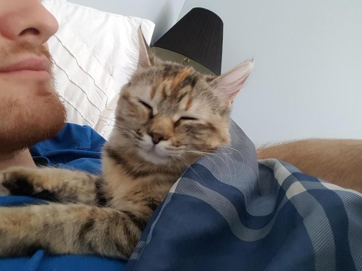 アラームで起こす猫