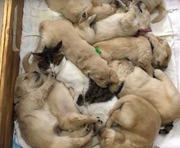 子犬と一緒に寝る猫