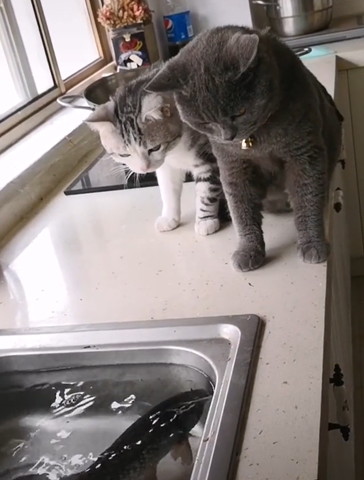 泳いでいる魚を見ている猫たち