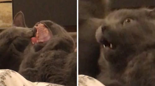 グルーミング アロ