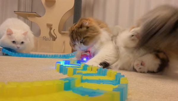 ミニカーを踏む猫