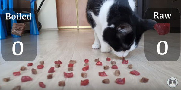 目の前の肉のニオイを嗅ぐ猫