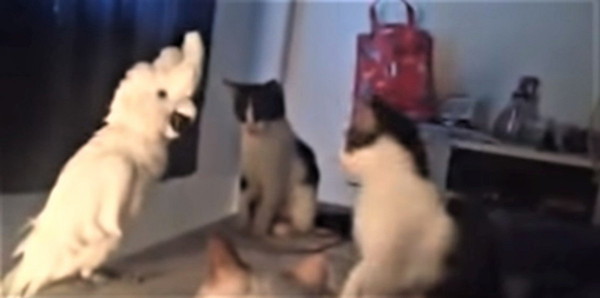 オウムに興味津々な猫