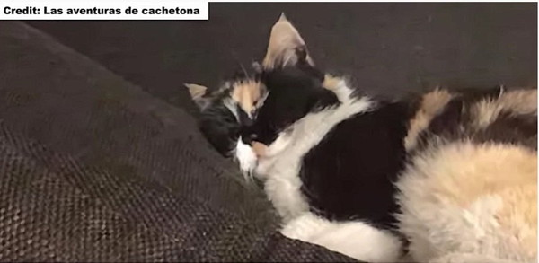 猫のカチェトナ