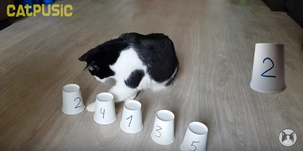 紙コップに手を伸ばす猫