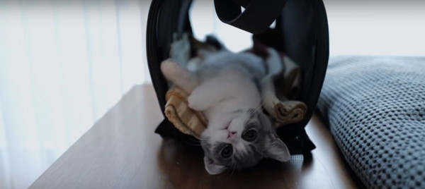 トンネルのおもちゃに入る子猫