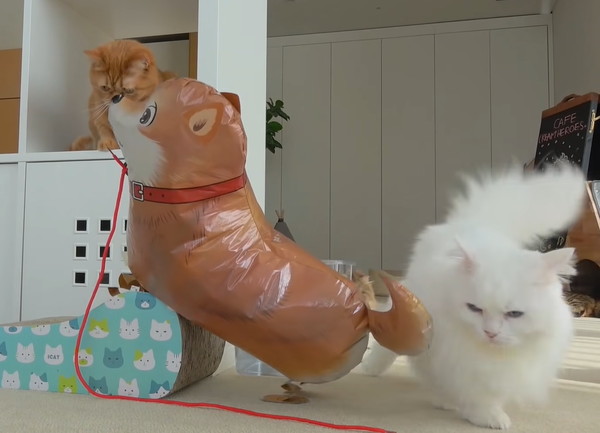 どや顔の猫