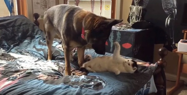 犬にパンチを仕掛ける猫