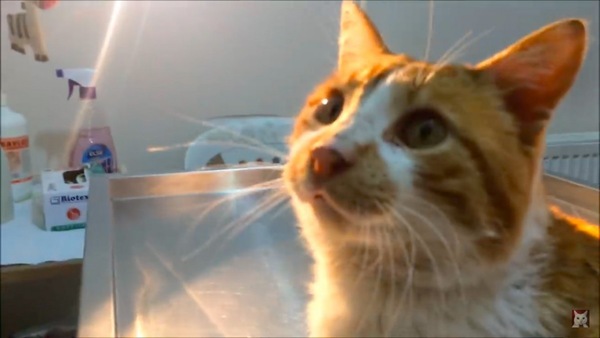 安堵の表情の猫