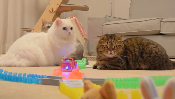 ミニカーを見る猫