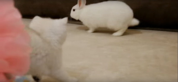 ウサギを見つめる子猫