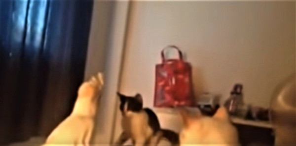 オウムに引く猫