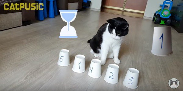 考えている猫