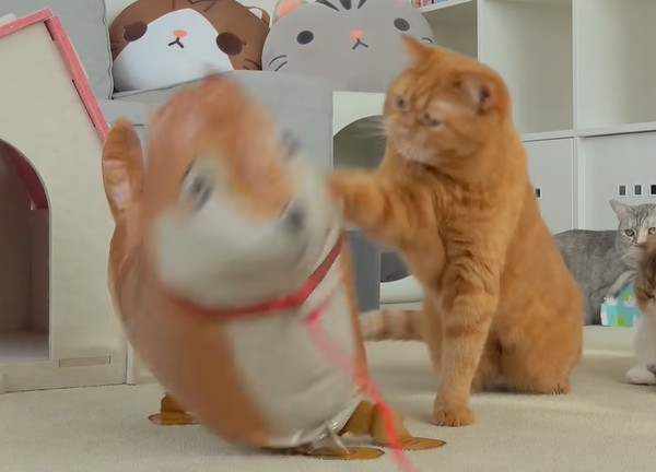 風船に猫パンチする猫