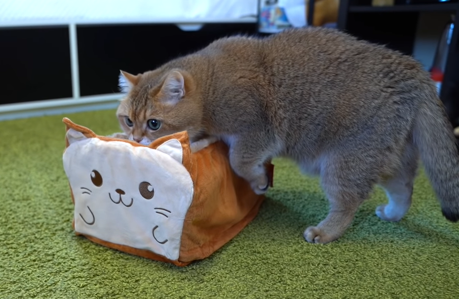 小さな猫のトースト型ボックス