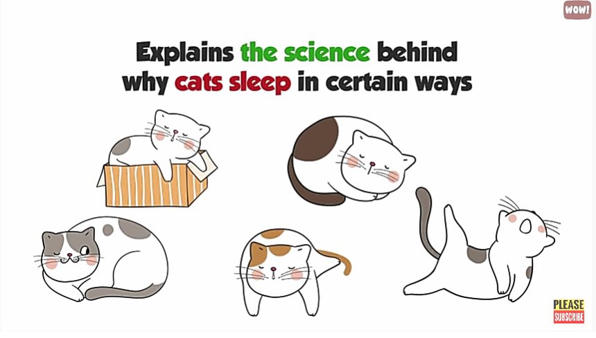 猫の寝る意味のイラスト