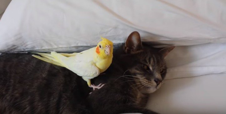 猫と小鳥