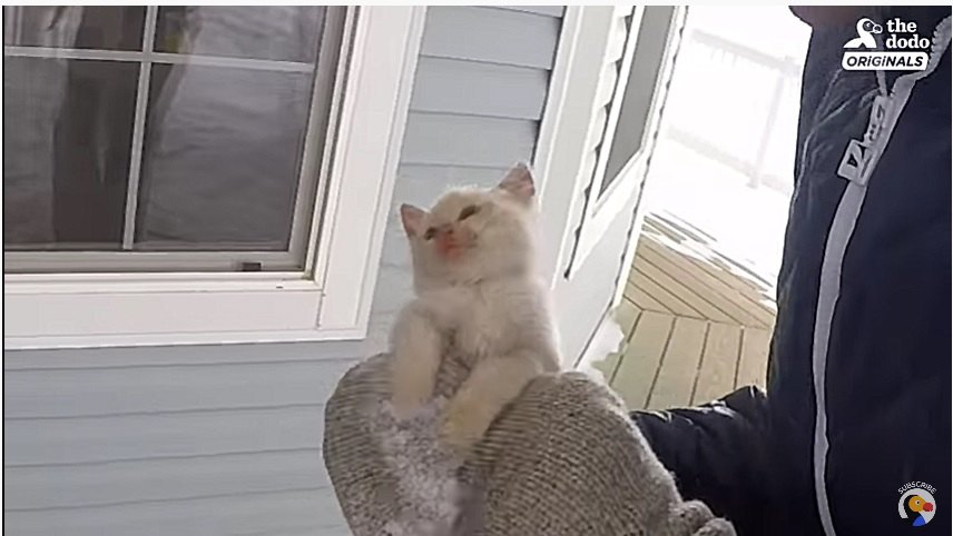 凍りついた子猫