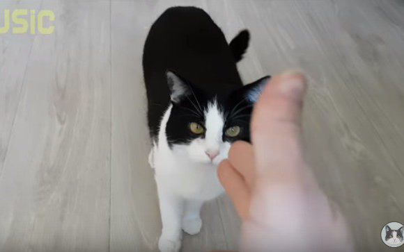 指先を見る猫