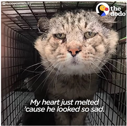 捕獲器に入った老猫の悲しい姿