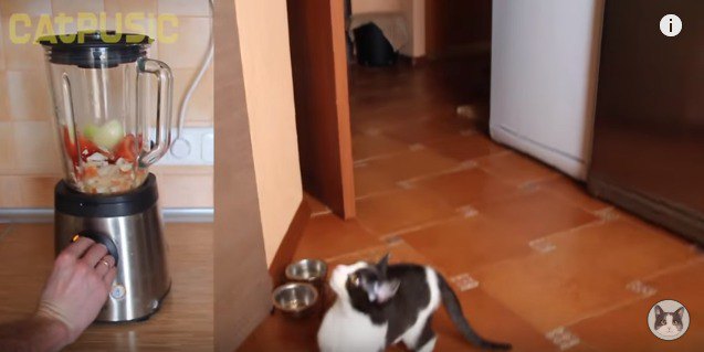 台の上が気になる猫