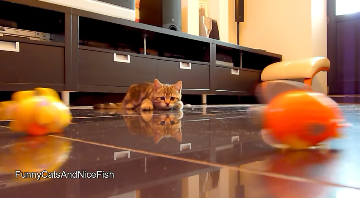 魚のおもちゃを目で追う子猫