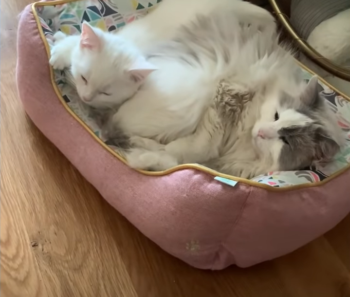 同じベッドで寝る猫２匹