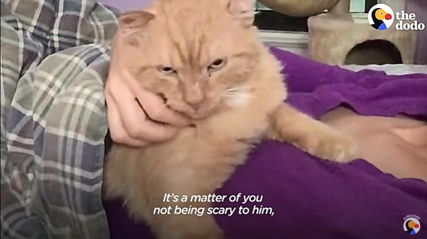 ガードする猫