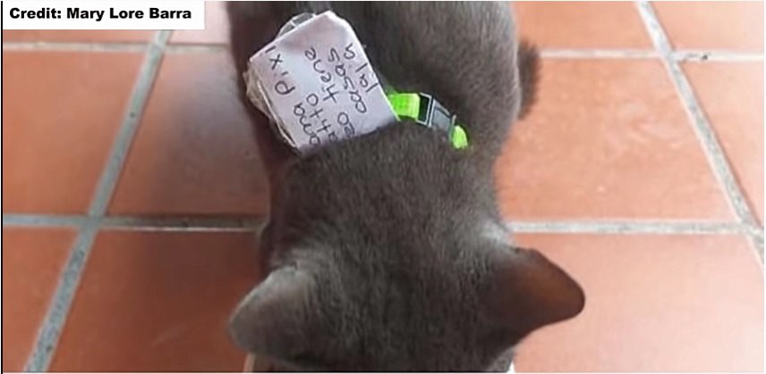 猫の首輪にメモを挟む