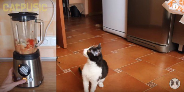 何とか見ようとする猫