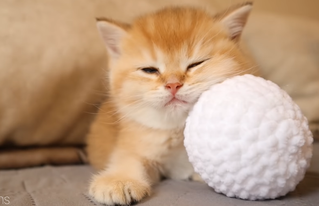 ボールに頬をついて眠る子猫