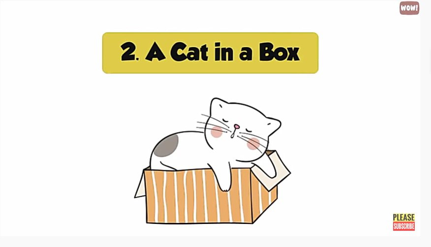 箱に入って寝る猫