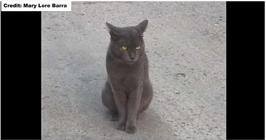 二つの名前を持つ猫