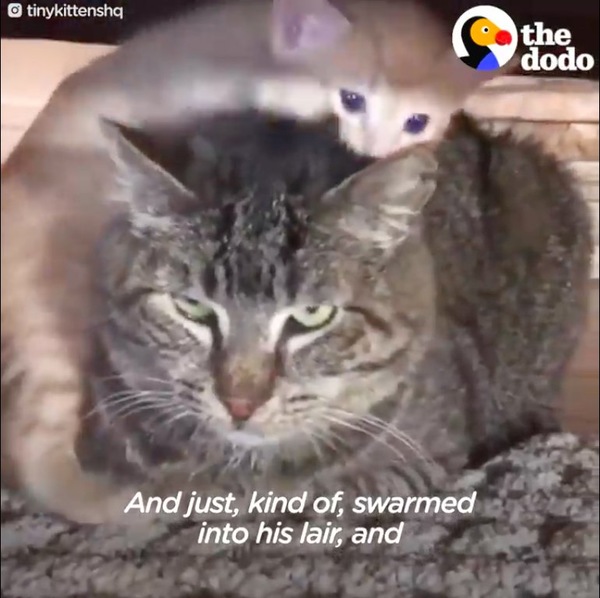 子猫と対面
