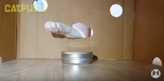 段ボールに手を入れる猫