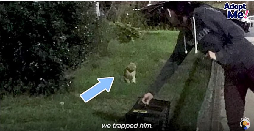 捕獲される猫のタフ