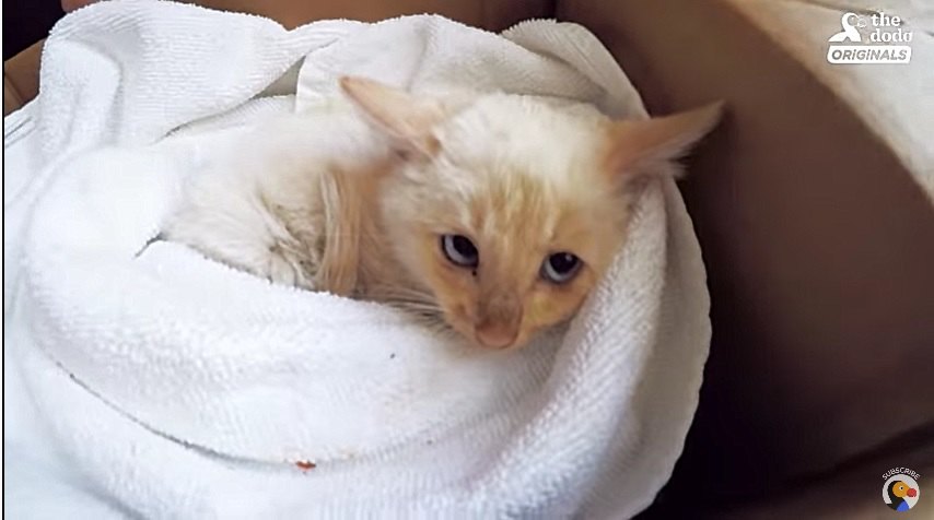 生還した子猫