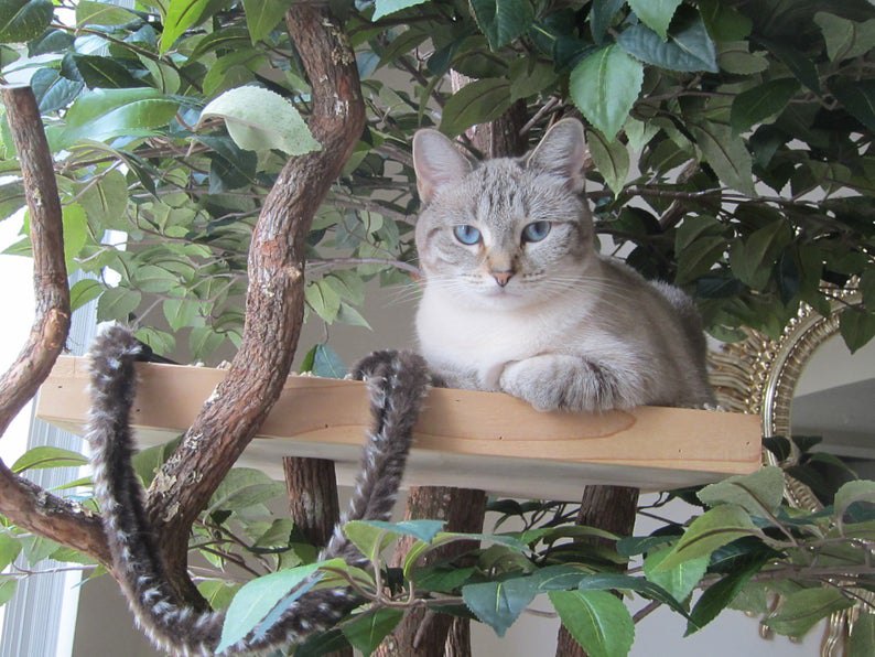 猫の木でくつろぐ猫