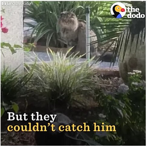野良の老猫を捕獲