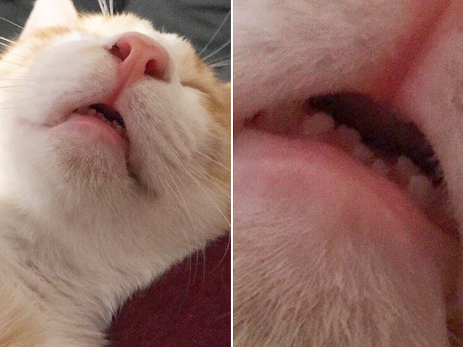 猫の歯並び