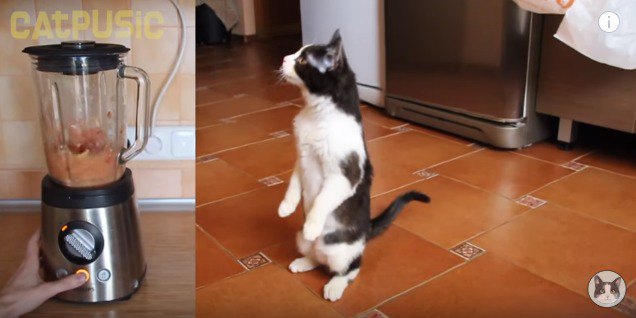 気になり過ぎて立つ猫