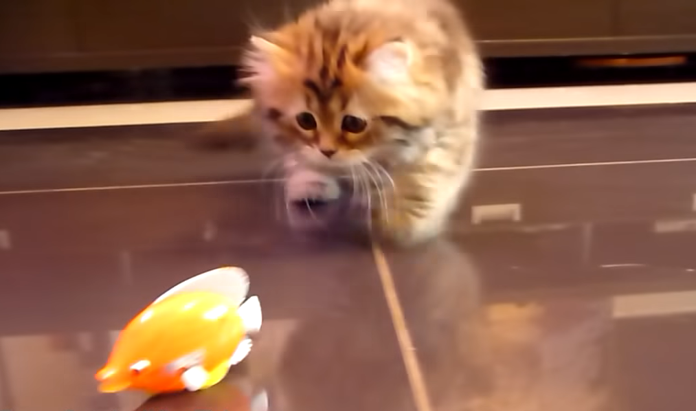 魚のおもちゃを見る長毛の子猫