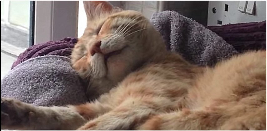 眠る猫