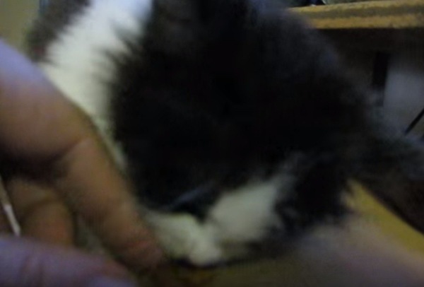 飼い主の手を噛む子猫