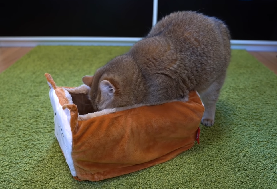 トーストを掘る猫