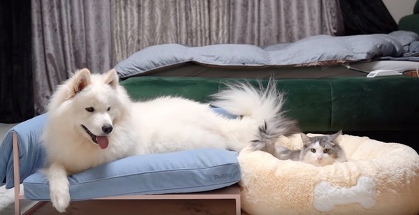新しいベッドで並ぶ犬と猫