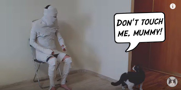 触られて逃げる猫